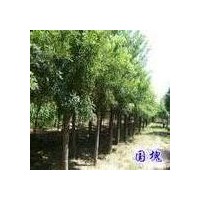 供國(guó)槐,白臘,毛白楊,速生柳