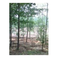 綠化苗木銀杏樹(shù)供應(yīng)