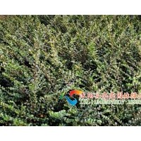 供應(yīng)金葉蕕，金銀木，金銀花，平枝荀子，金絲桃，金絲梅