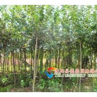 供應(yīng)叢生紫薇，日本矮紫薇，紫薇,百日紅，紅花紫薇，紅花百日紅