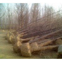 大量出售20公分實生樹