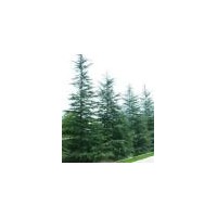 基地供應(yīng)雪松讓你滿意