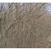 供雄性全垂柳，中黑防