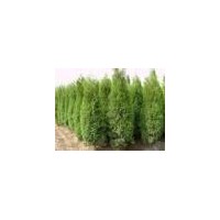 供側(cè)柏 皂角樹 紅葉楊 紫穗槐