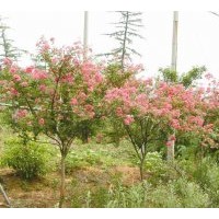 金葉女貞、紅葉小檗、紫薇、紅花繼木