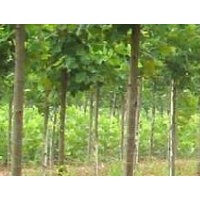 出售 供應(yīng) 農(nóng)安 小城黑 楊樹(shù)苗
