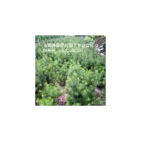 山西白皮松，占地白皮松，白皮松基地，山西國槐