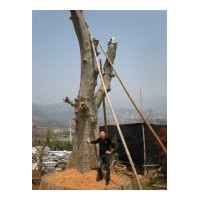 供應(yīng)小葉榆樹(shù) 價(jià)格面儀