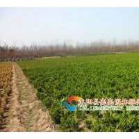 常年專業(yè)出售各種草皮，草坪種子：新西蘭草、丹麥草、臺灣草、朝