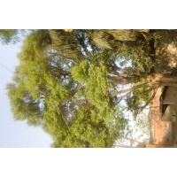 出售柞樹 50公分左右