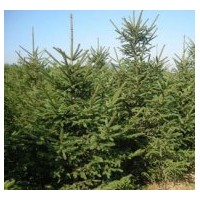 批發(fā)云杉