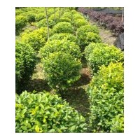 成都金葉女貞苗木 球形金葉女貞地被工程苗木