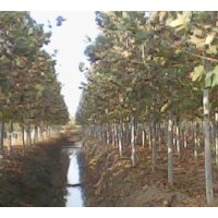 法桐基地出售全冠法桐