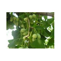 各種規(guī)格銀杏實(shí)生樹(shù)，嫁接樹(shù)