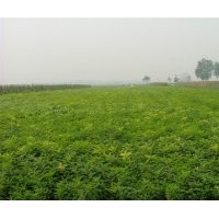 紫穗槐基地直銷(xiāo)紫穗槐