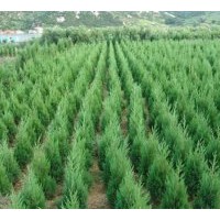 蜀檜產(chǎn)地價(jià)格，蜀檜樹苗