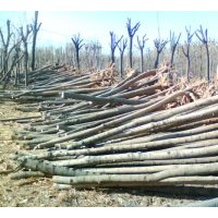 供毛白楊，千頭椿，國槐，法桐，合歡，白蠟，柳樹等