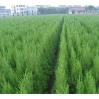 大量供應(yīng)大葉黃楊，大小葉梔子花，小葉女貞，八角金盤(pán)