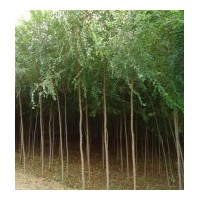 出售榆樹