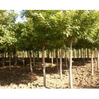 供應(yīng)金枝槐