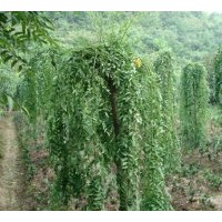 大量促銷優(yōu)質(zhì)苗木垂槐