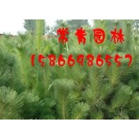 供臨沂油松樹苗/煙臺黑松苗