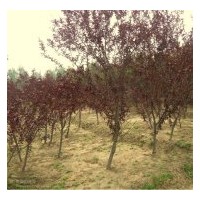 出售花灌木紅王子錦帶、四季錦帶、紅瑞木、紫丁香、白丁香、棣棠