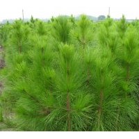 供應1至3米高濕地松20萬、馬尾松500萬、木荷300萬、江南榿木400