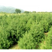 出售白皮松、柿子樹、刺槐、杏樹、櫻桃、瑪瑙樹、石榴樹、柳樹