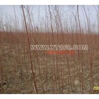主要經(jīng)營 檉柳【紅柳 三春柳】獨(dú)干30公分以上
