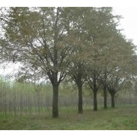 江蘇白果樹(shù)(銀杏樹(shù))價(jià)格