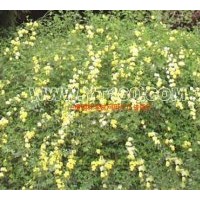 出售迎春 金枝槐 金葉槐 皂角