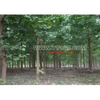 出售12-18公分銀杏樹