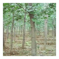 出售各種規(guī)格的銀杏樹