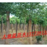 供應(yīng)桂花，香櫞,香樟，紫薇，銀杏，海桐.法青.大葉女貞.等江蘇省