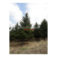 出售冷杉，叢生五角楓，稠李，白樺樹，紅豆杉