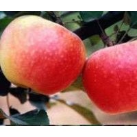 供126桃苗 突圍桃苗 蘋果苗 梨樹苗等