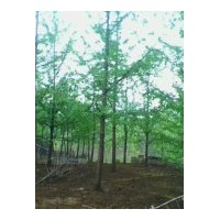 中國銀杏樹網(wǎng)-銀杏樹價格