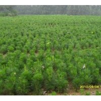 供應(yīng)油松 袋苗，高度20厘米—50厘米。另供側(cè)柏容器苗