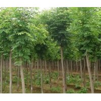 供應(yīng)5-10公分白蠟樹