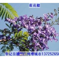 出售藍(lán)花楹苗，粉花山扁豆苗，紅花風(fēng)鈴苗，黃鐘花苗