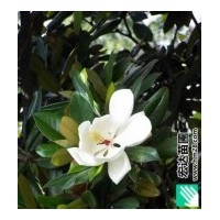 長(zhǎng)期供應(yīng)8-15cm的廣玉蘭