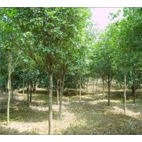 長期出售各類工程苗：日本紅楓 櫻花 銀杏 桂花