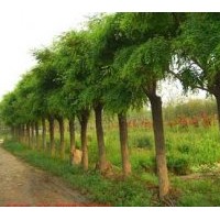 特供大喬木：國(guó)槐、造型國(guó)槐