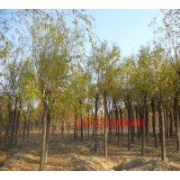 出售金絲柳 國槐，刺槐，香花槐，紅花槐，龍爪槐，法