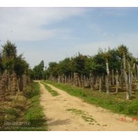 出售大量各種規(guī)格紅、白、黃、紫、廣玉蘭，五角楓，北京欒，杜仲