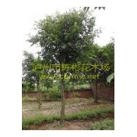 小葉榕供應(yīng)商 用各種規(guī)格的小葉榕