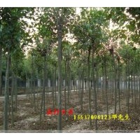 大量供應(yīng)大葉女貞 紫荊，垂柳，木槿，金邊黃楊 ，瓜子黃楊，紅花