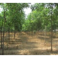 供應湖北欒樹 截桿欒樹