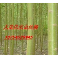 供速生柳、垂柳、白榆、黃柳、國槐、紫穗槐、刺槐、構(gòu)樹